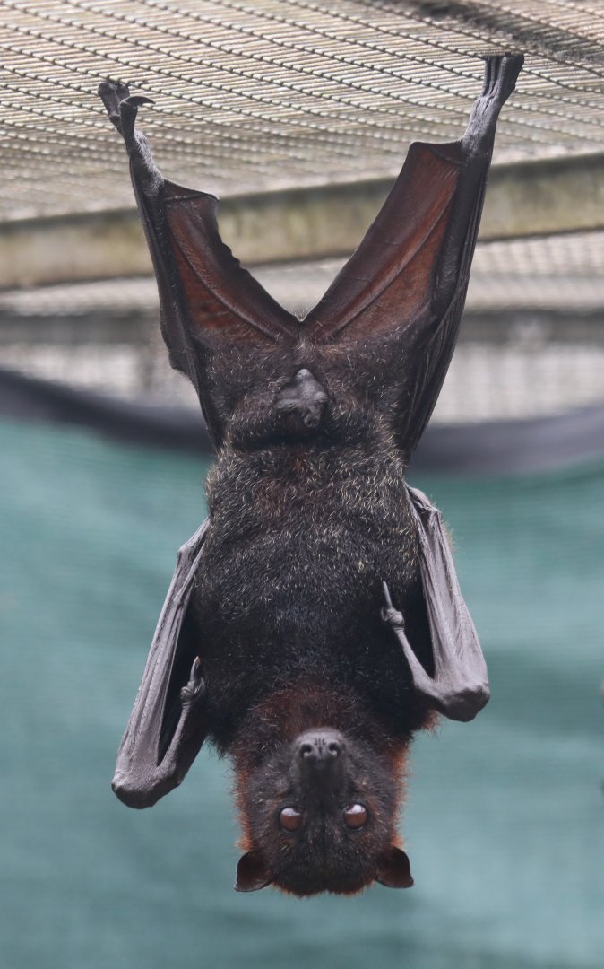 small flying fox, island flying fox or variable flying fox (Pteropus hypomelanus)