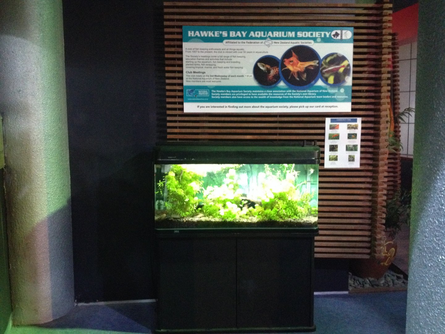 Small freshwater tank