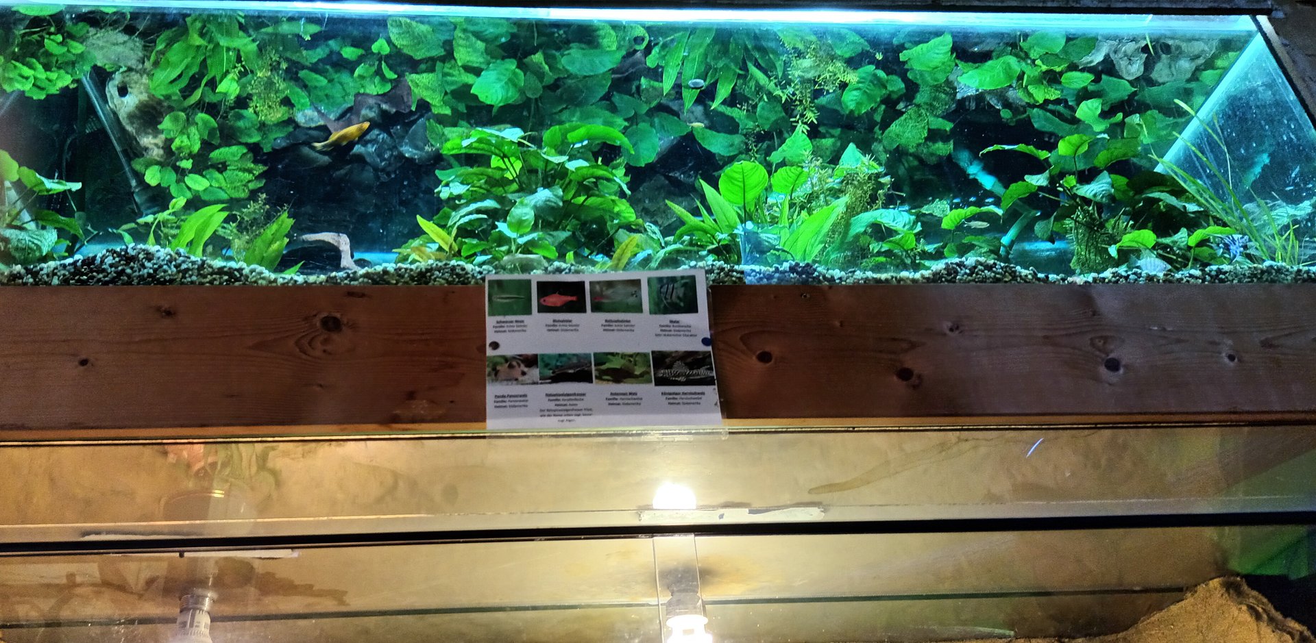 Small Freshwater Tank