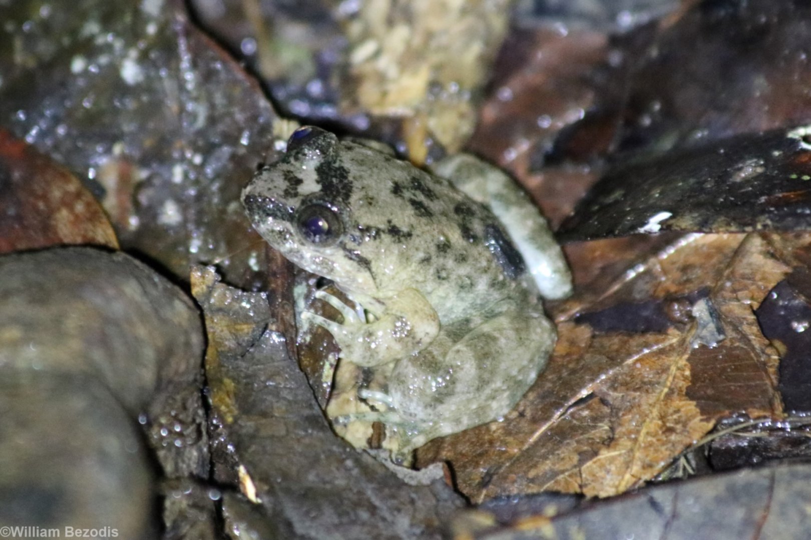 Small Frog - Mount Kinabalu