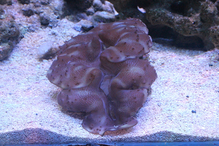 Small giant clam (Tridacna maxima)