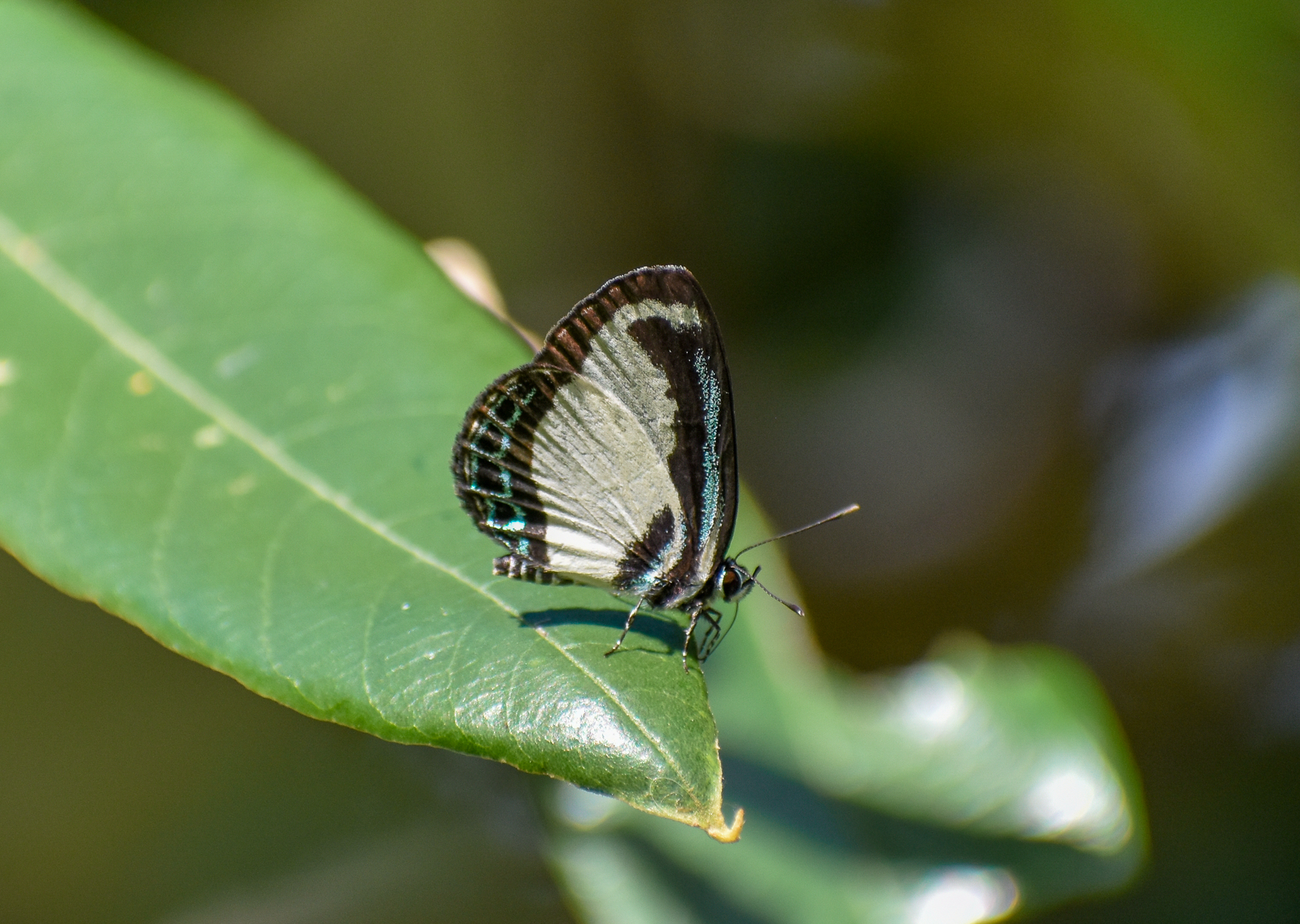 Small Green-banded Blue, Psychonotis caelius