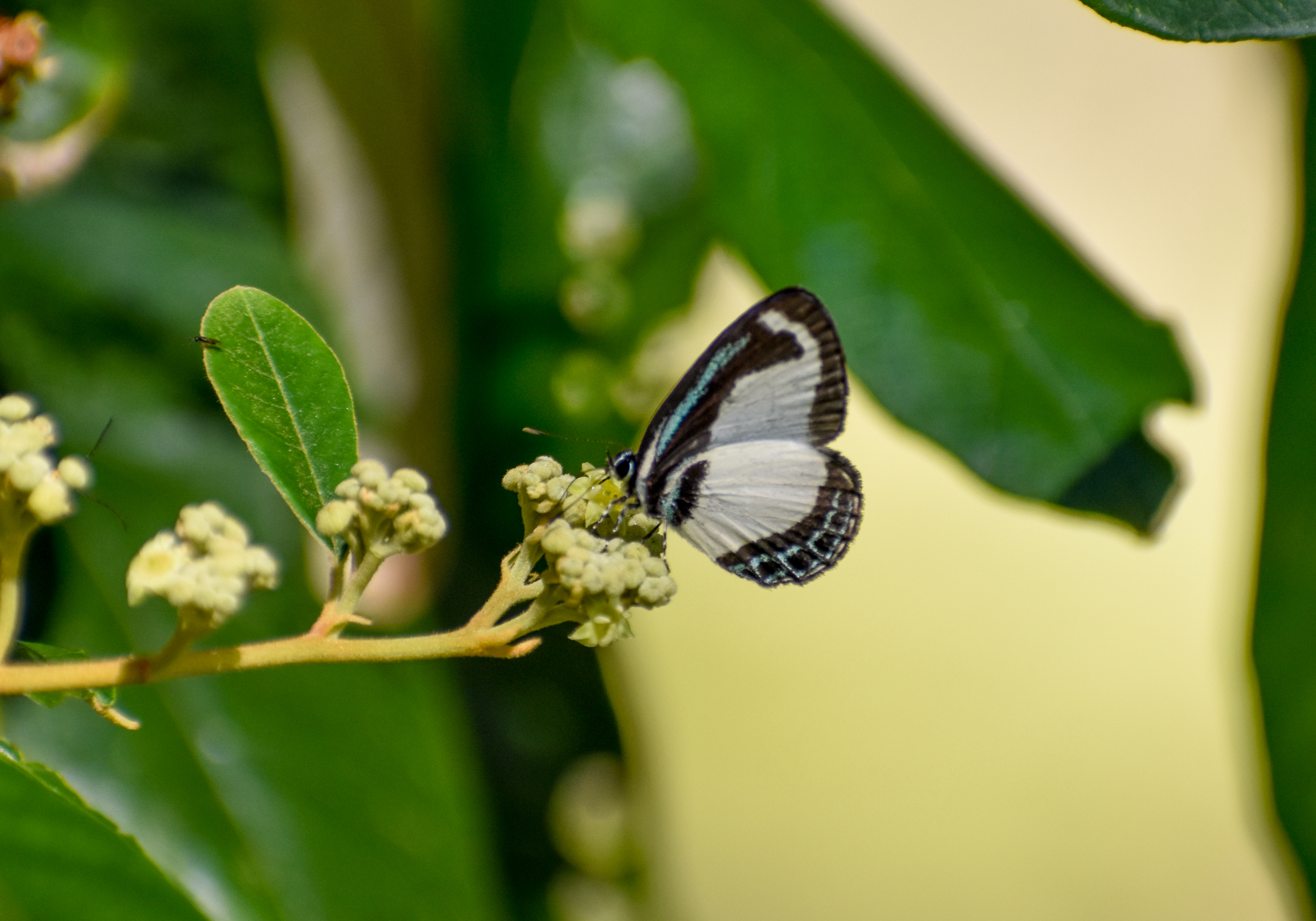 Small Green-banded Blue, Psychonotis caelius