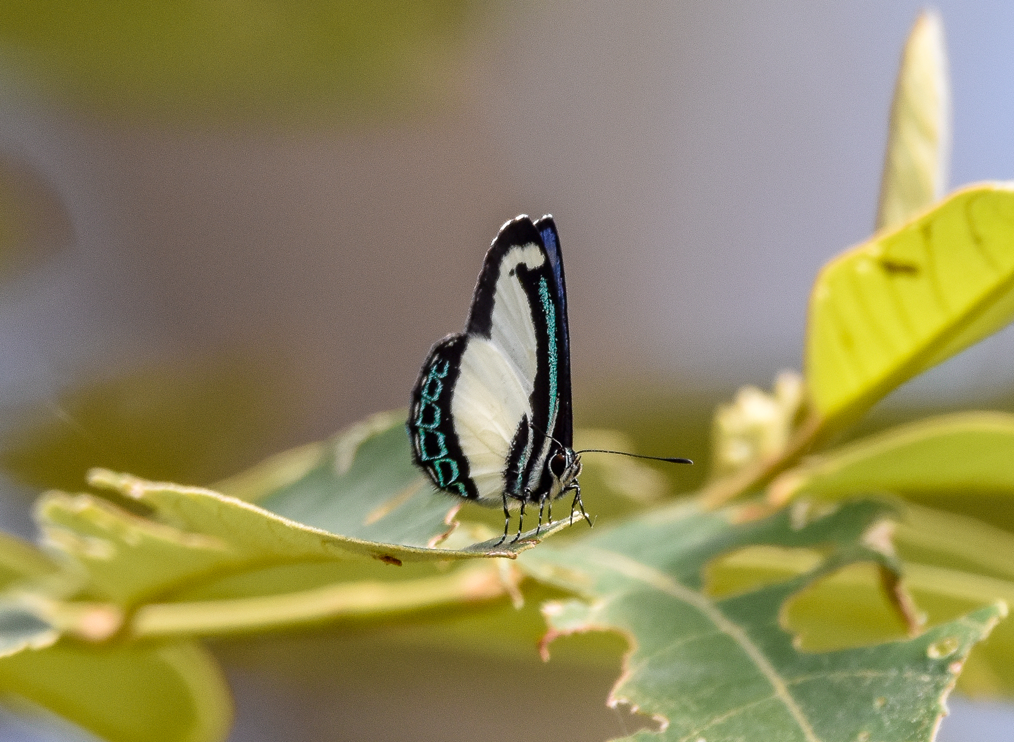 Small Green-banded Blue