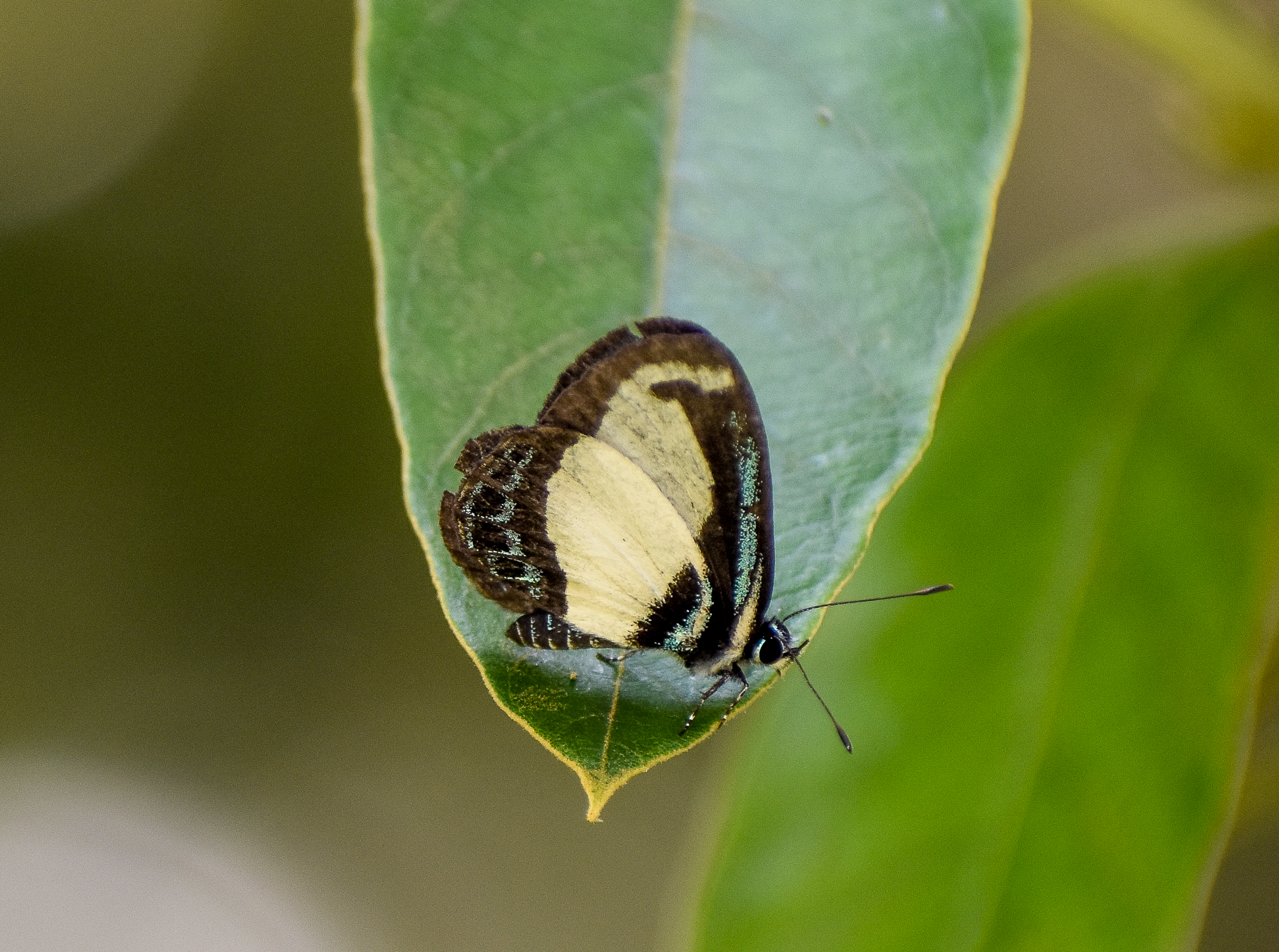 Small Green-banded Blue