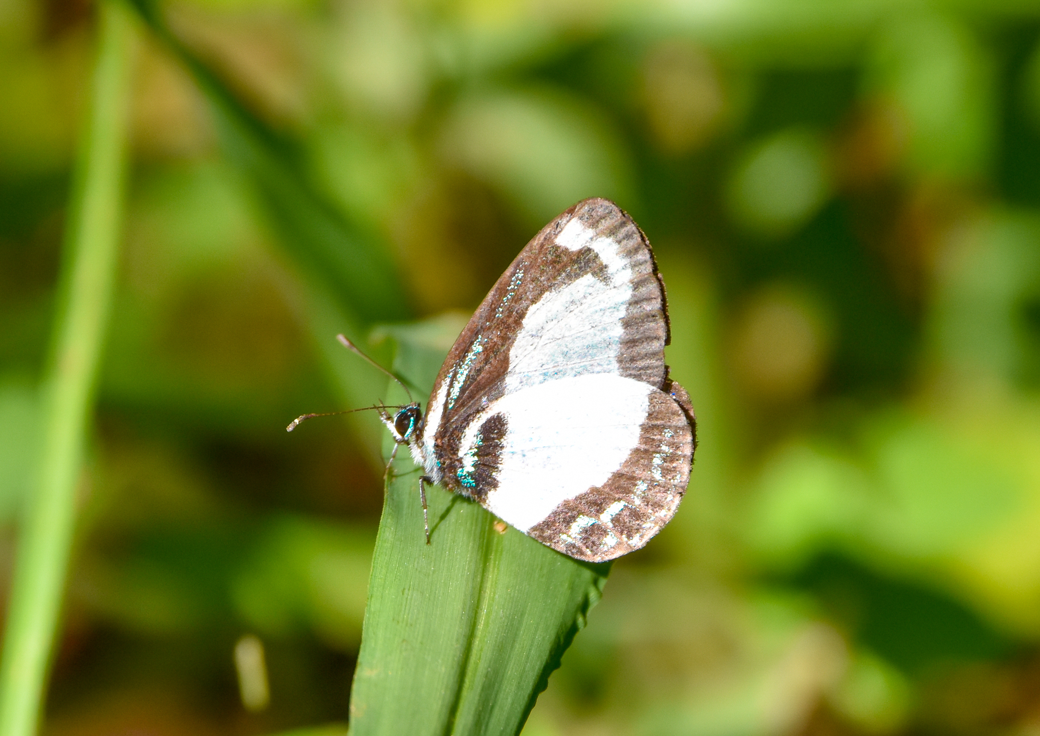 Small Green-banded Blue