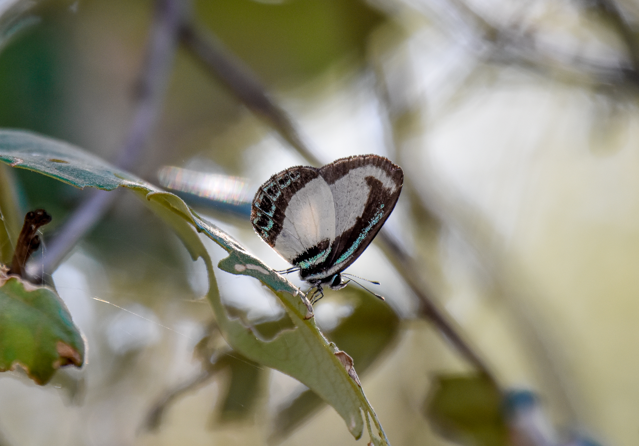 Small Green-banded Blue
