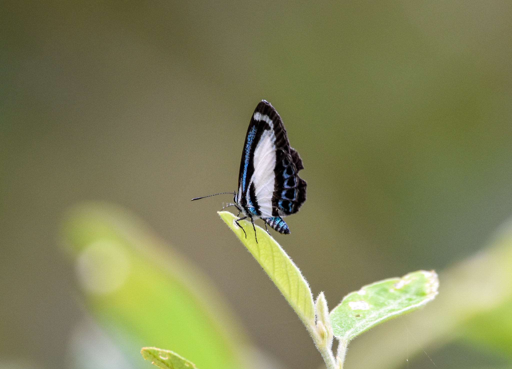 Small Green-Banded Blue