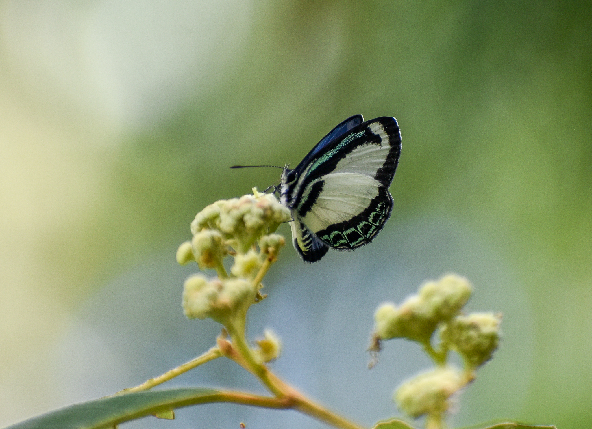 Small Green-banded Blue