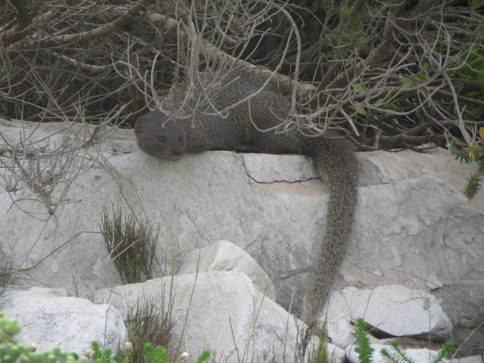 Small grey mongoose