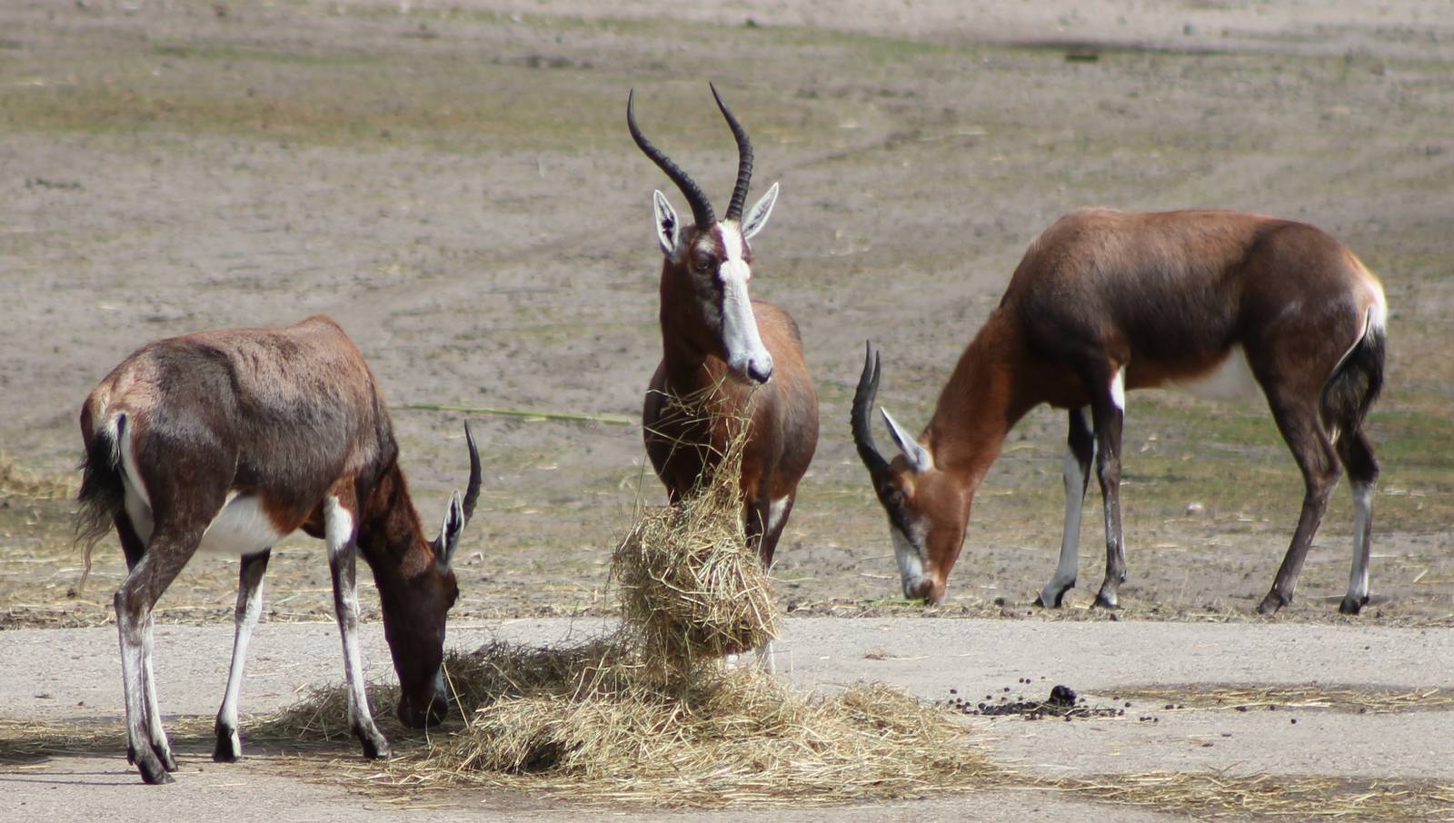 small group of blesboks