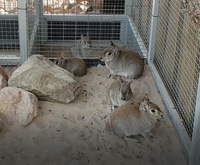 Small group of Chacoan maras