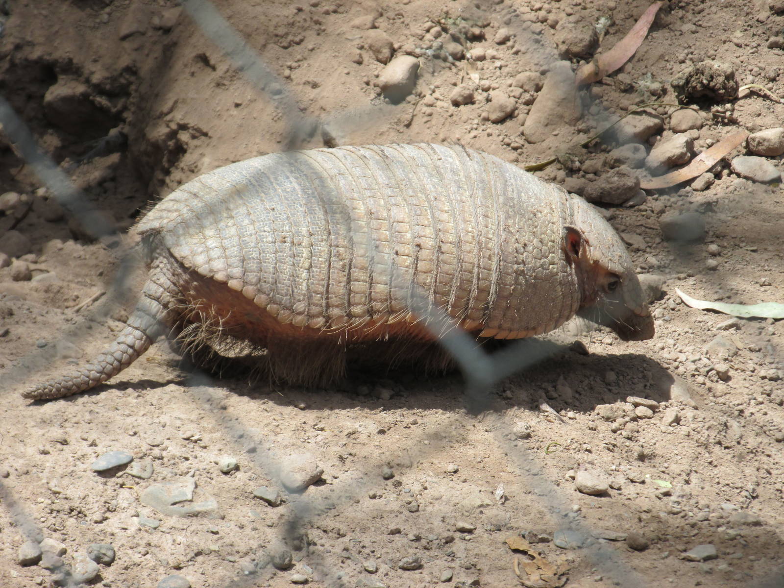 small hairy armadillo mendoza zoo