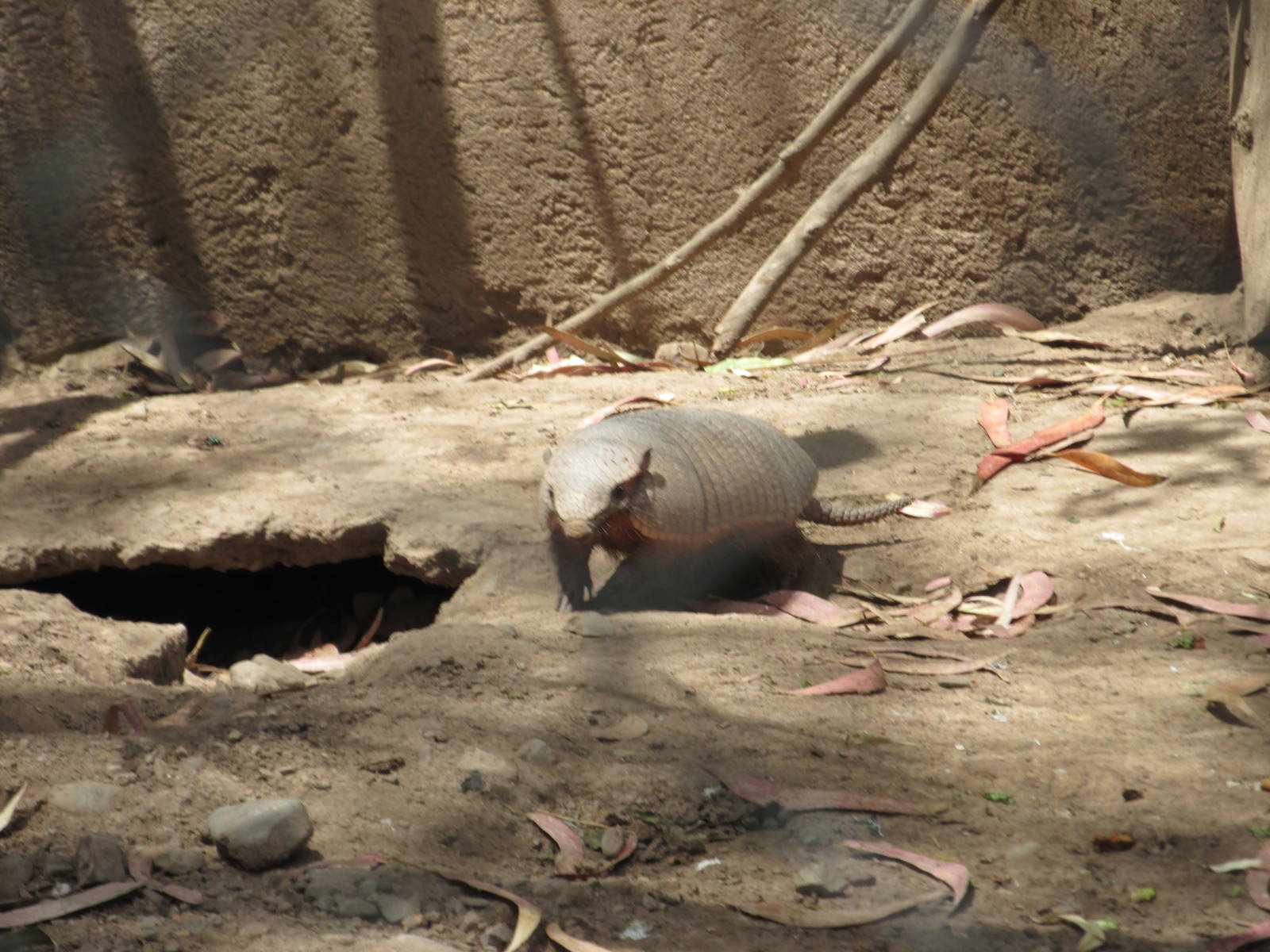 small hairy armadillo mendoza zoo