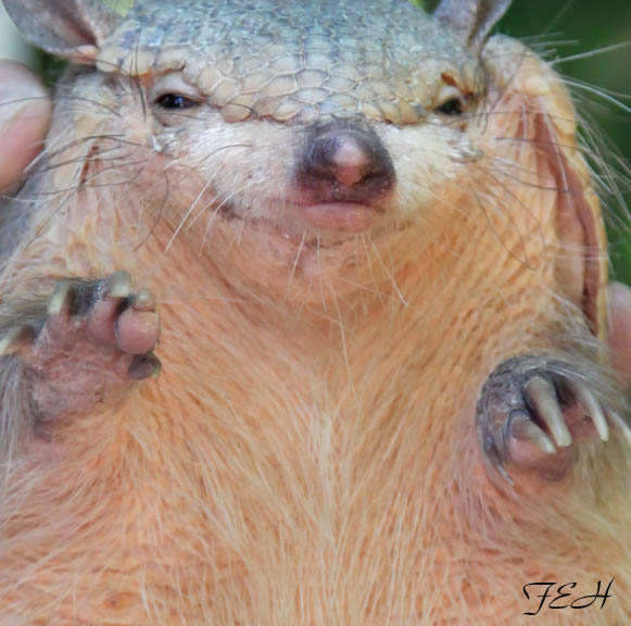 small hairy armadillo