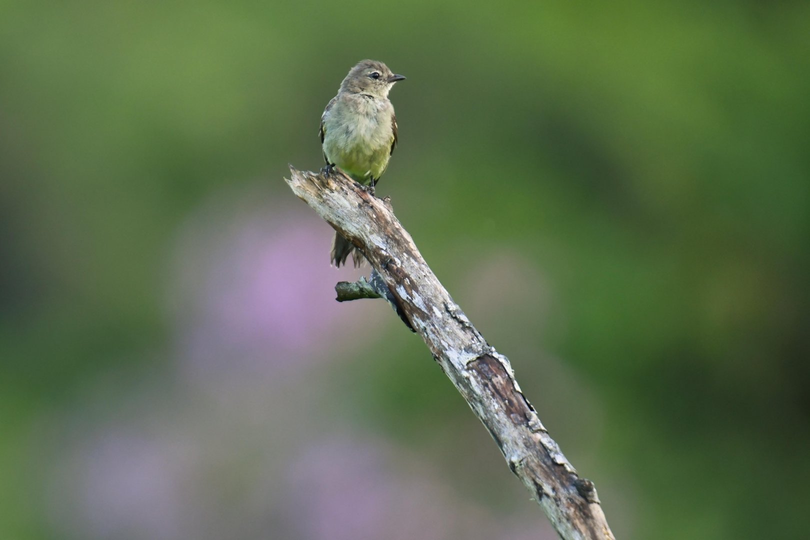 Small-headed Elaenia (Elaenia sordida)