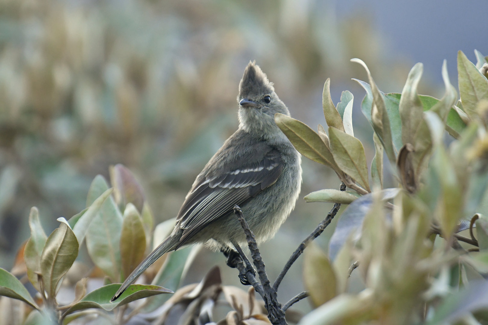 Small-headed Elaenia Elaenia sordida