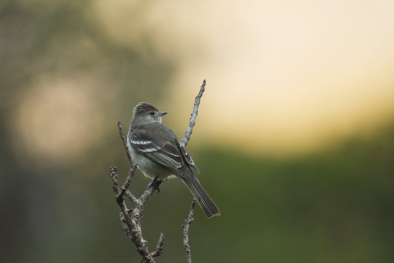 Small-headed Elaenia Elaenia sordida