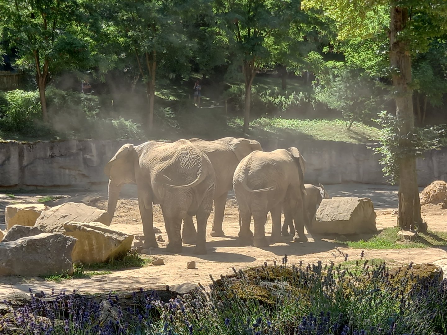 Small herd of African elephants