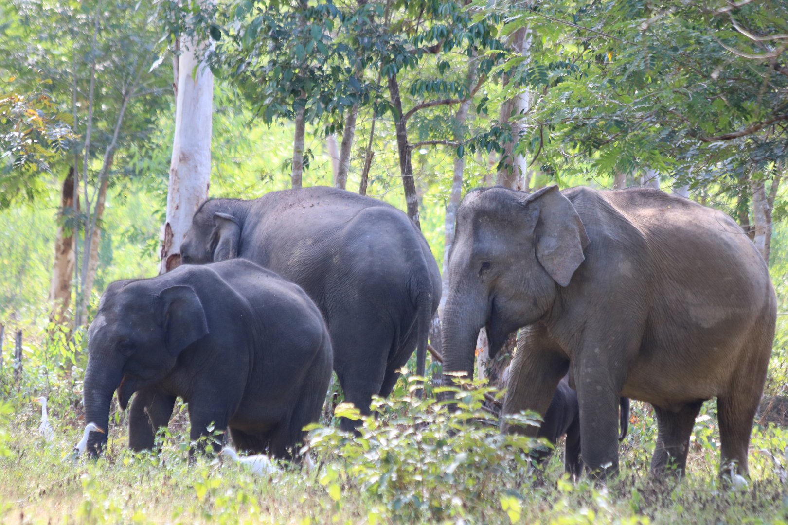 Small Herd of Asian Elephants - Kui Buri National Park