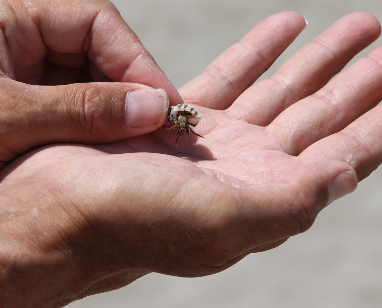 Small Hermit crab