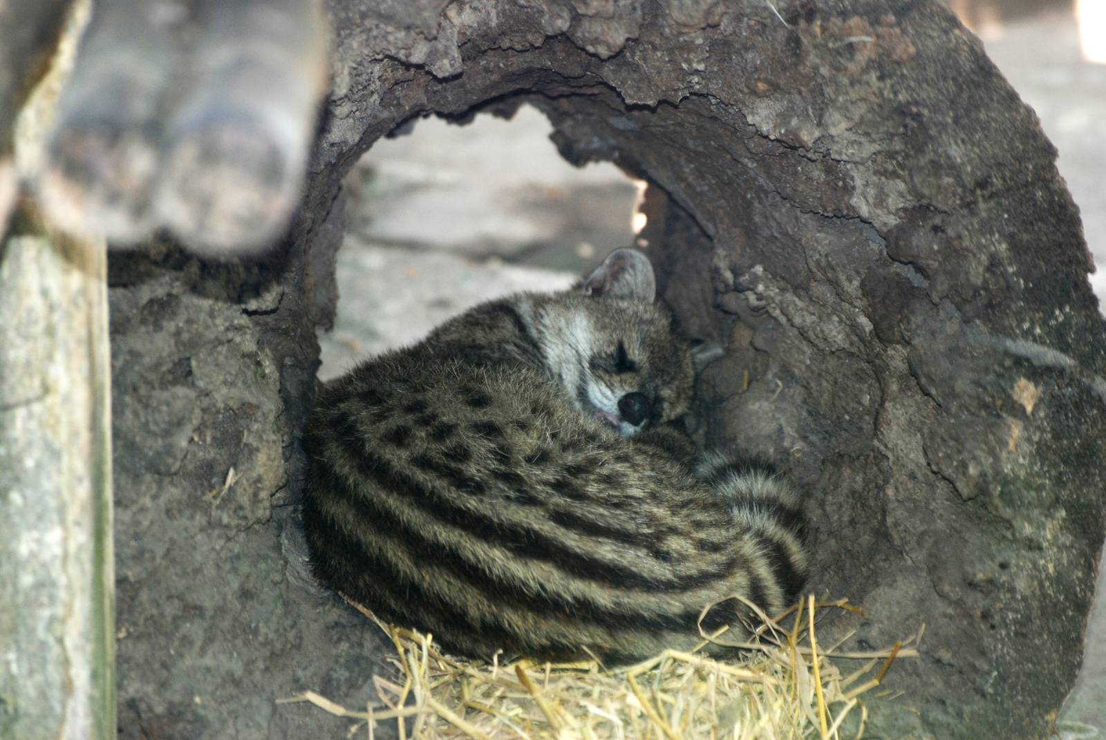 Small Indian Civet at Saigon Zoo, 16/03/12