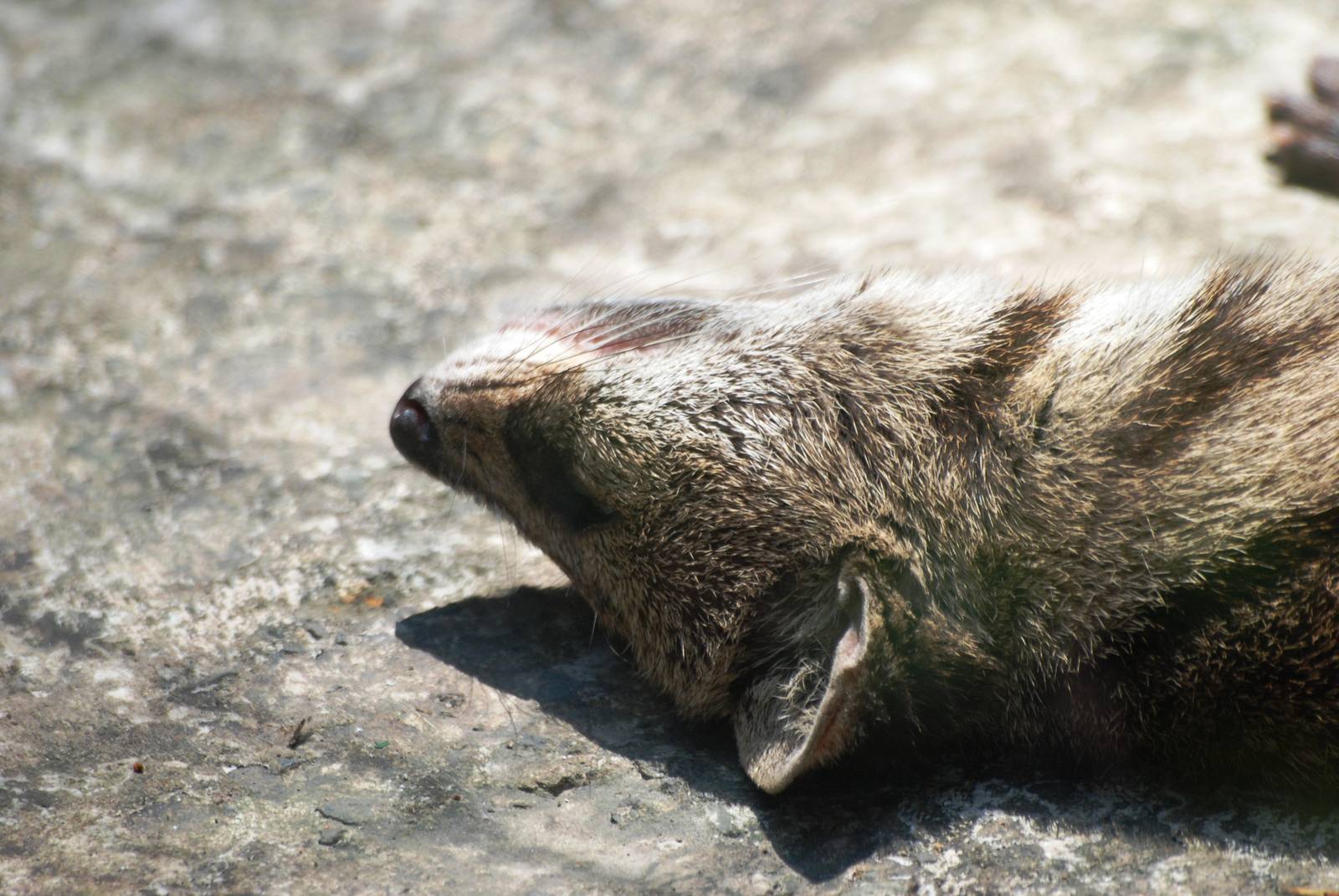 Small Indian Civet at Saigon Zoo, 16/03/12