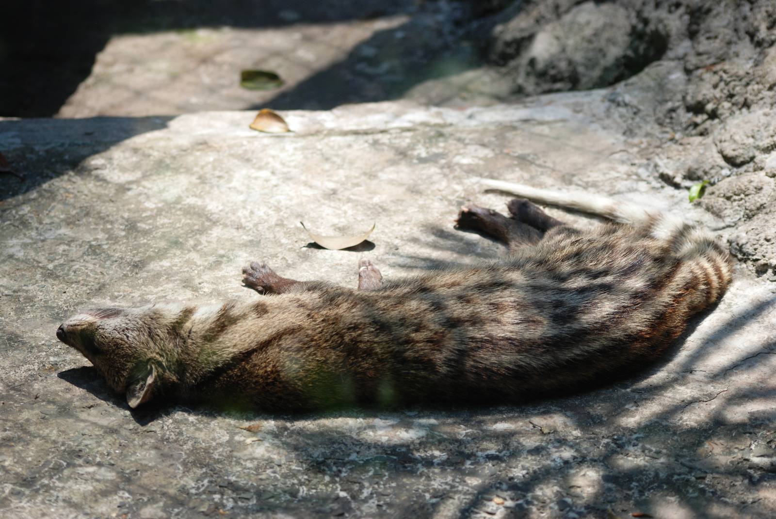 Small Indian Civet at Saigon Zoo, 16/03/12