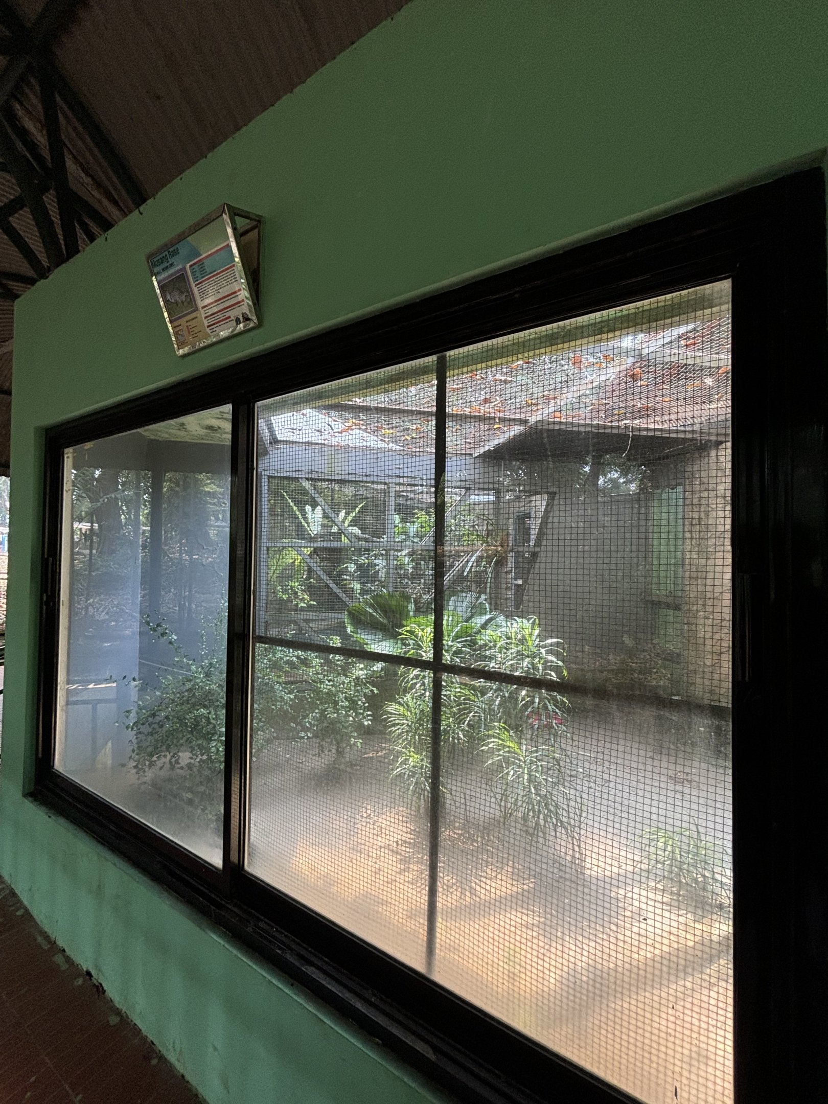 Small Indian Civet Exhibit