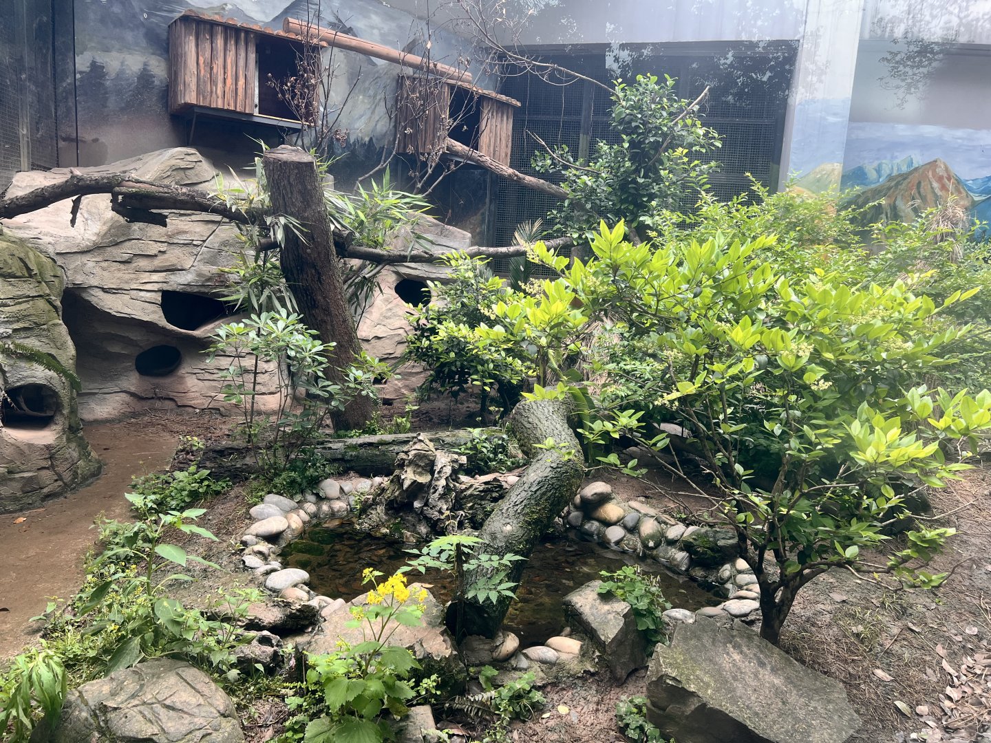 Small Indian Civet Exhibit