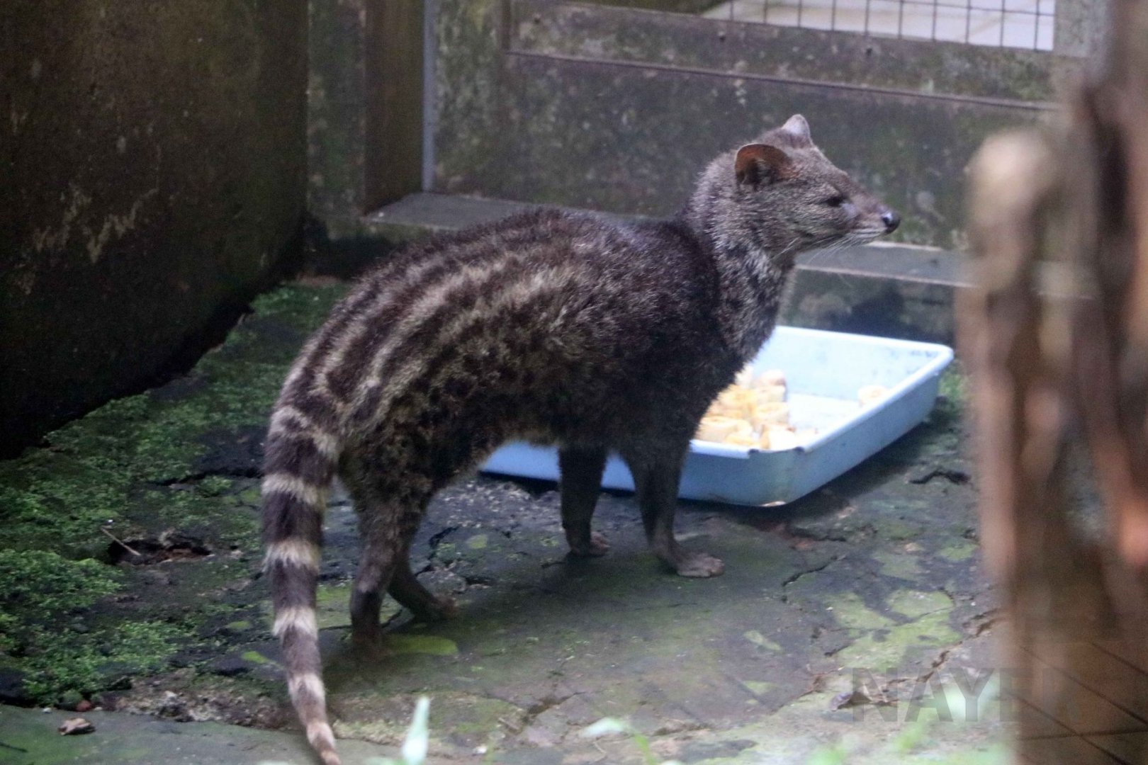 Small Indian civet, June 2016