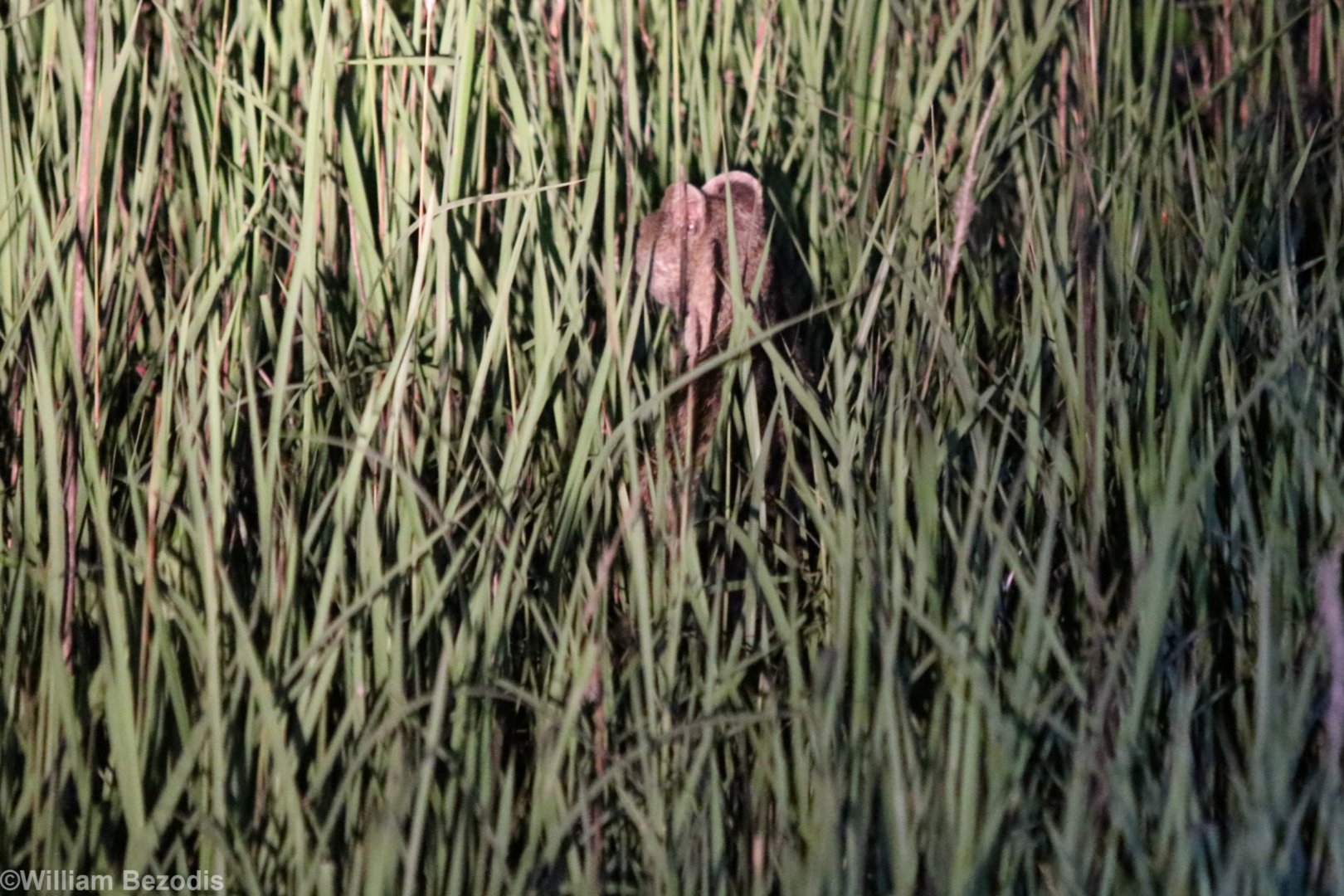 Small Indian Civet - Khao Yai National Park