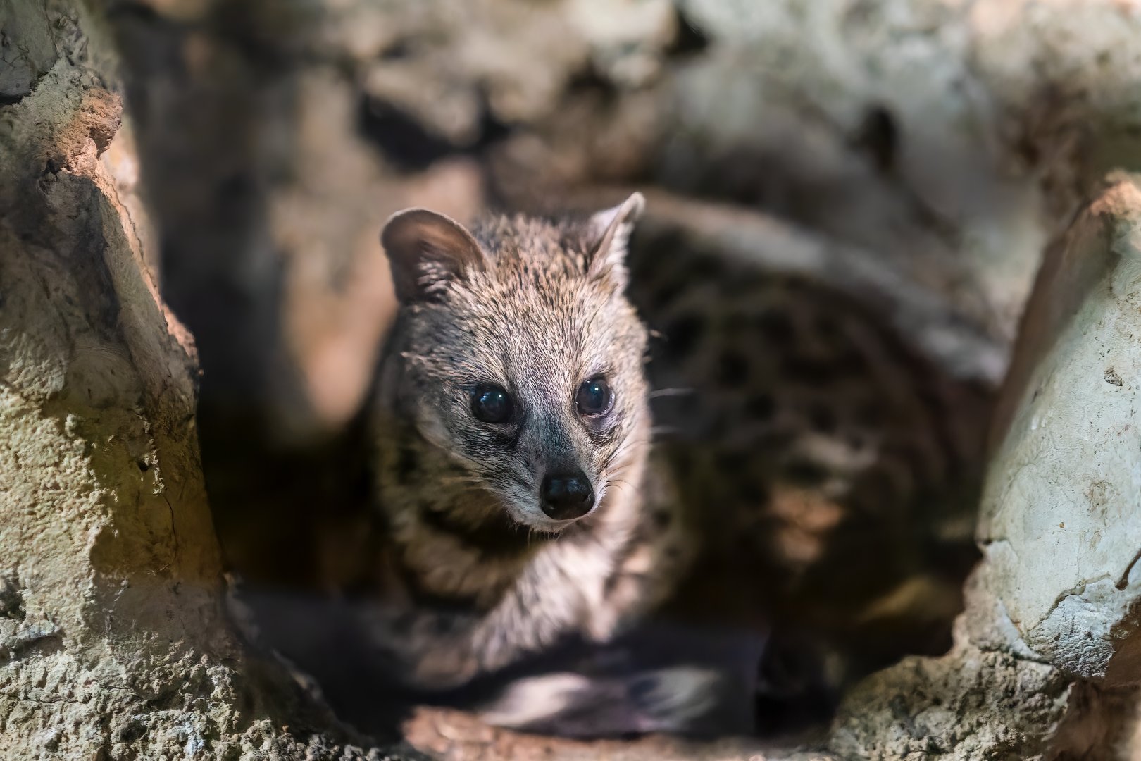 Small Indian Civet - Viverricula indica - Reptile & Nocturnal Tunnel