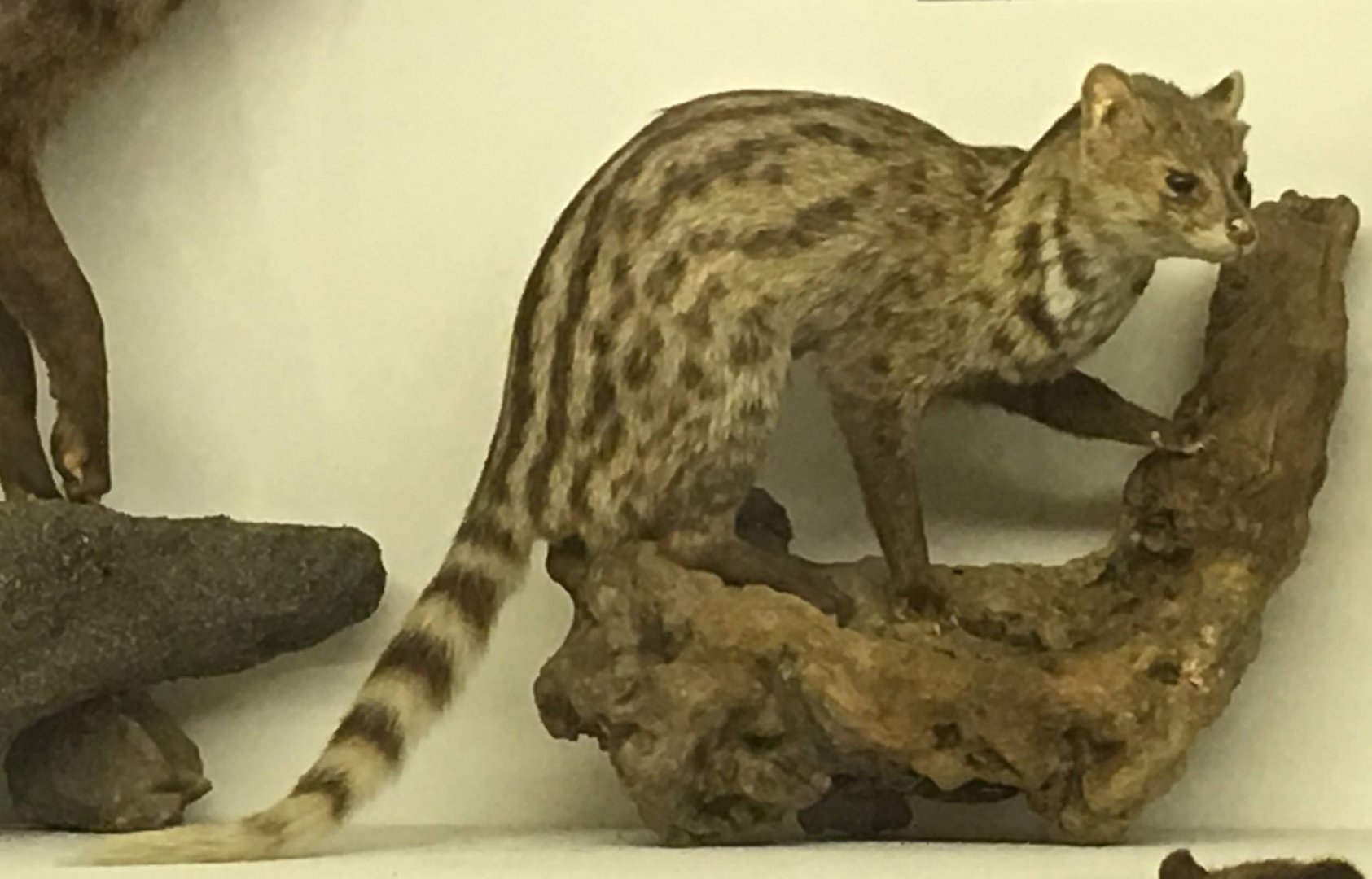 Small indian civet (Viverricula indica thai)