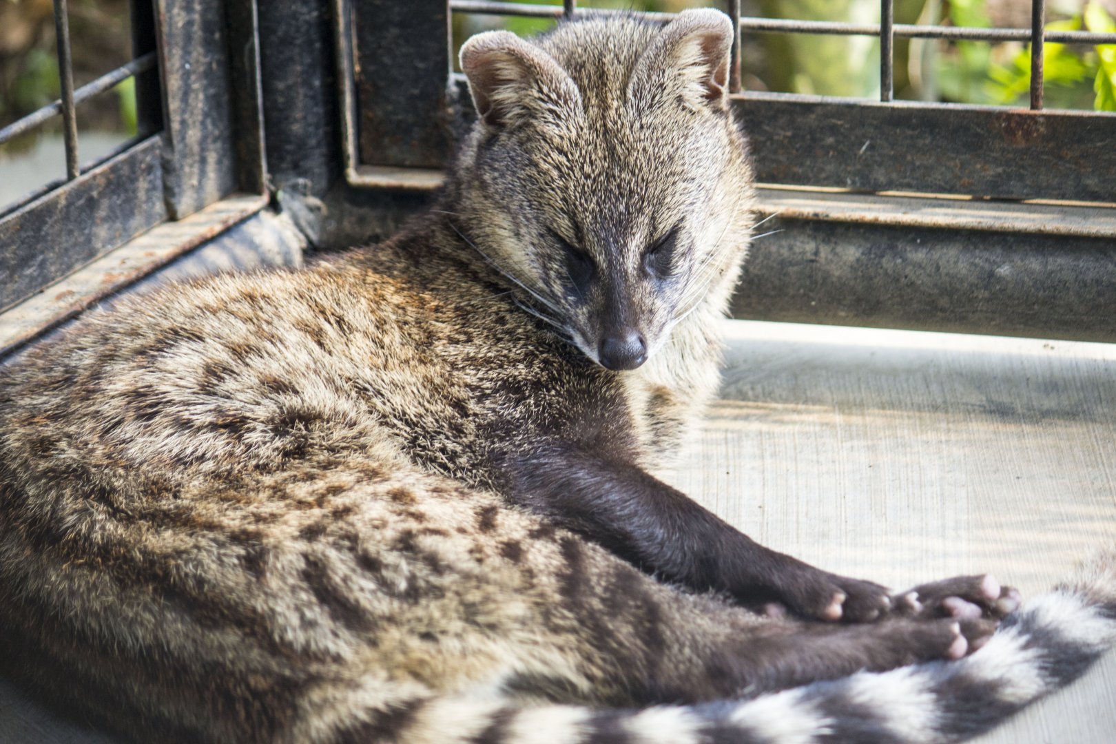 Small Indian civet, Viverricula indica