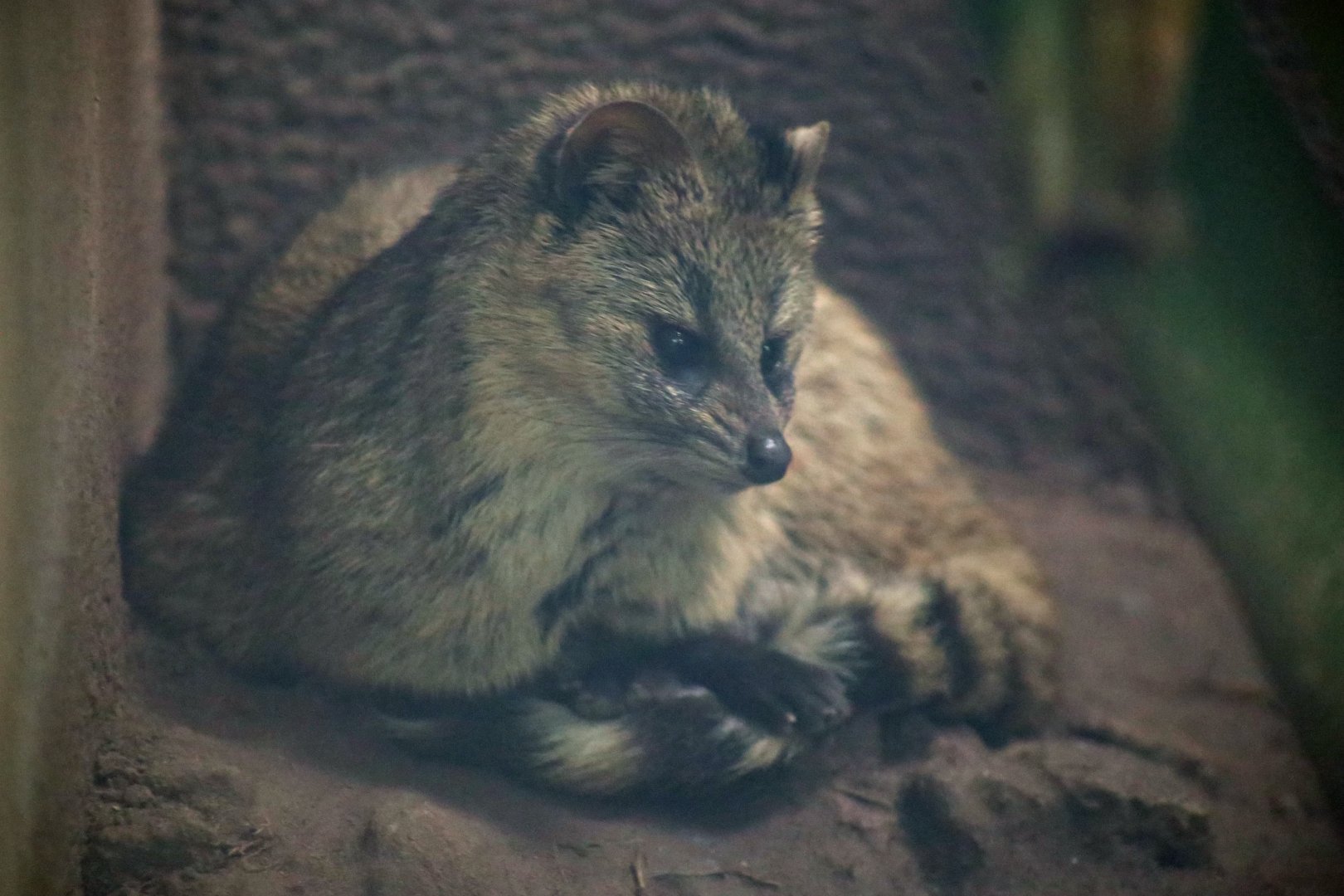 Small Indian Civet (Viverricula indica)