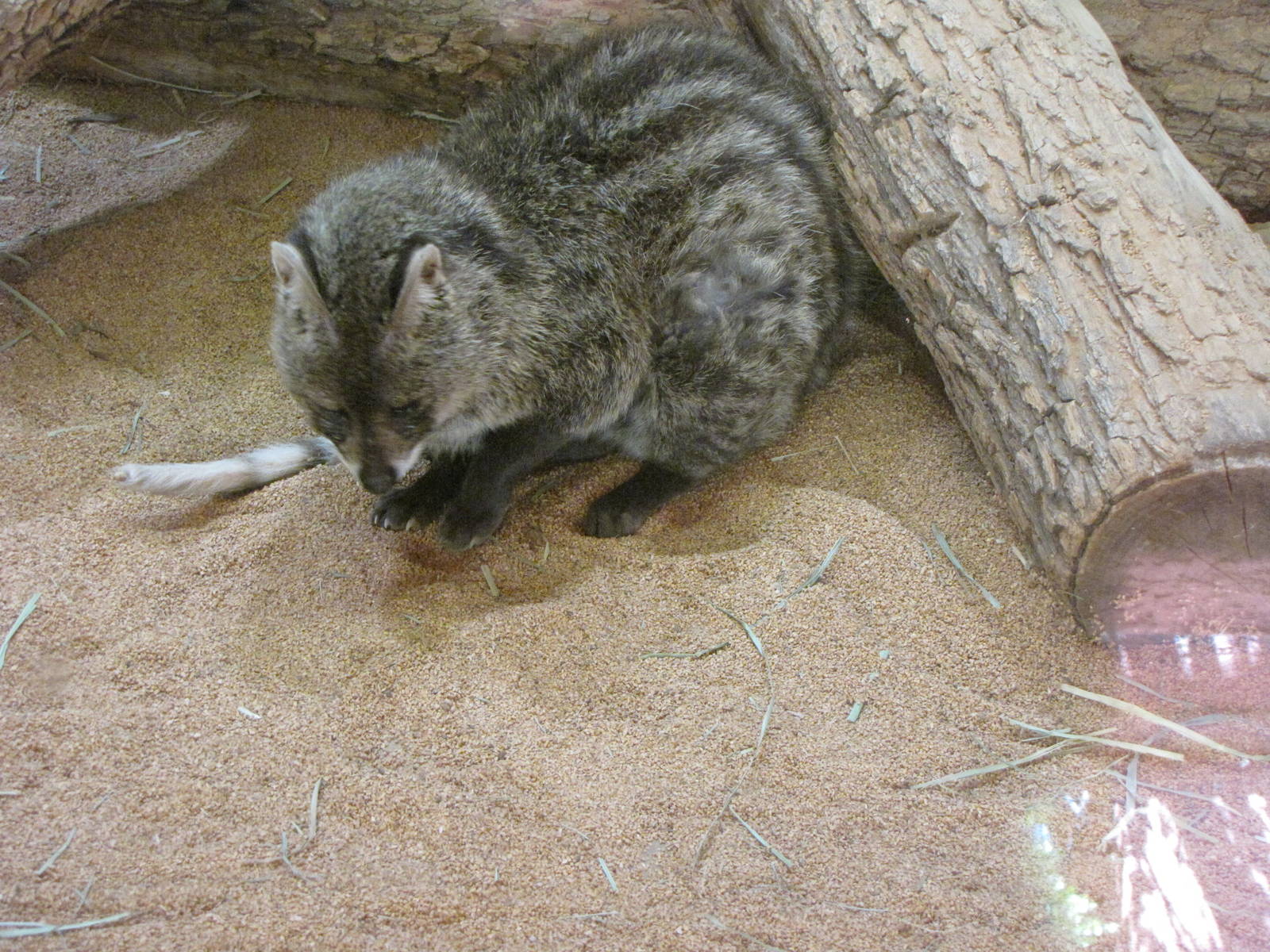 Small Indian Civet