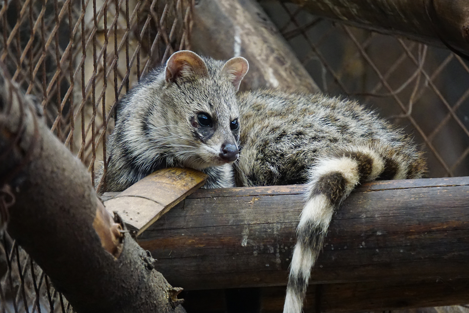 Small Indian civet