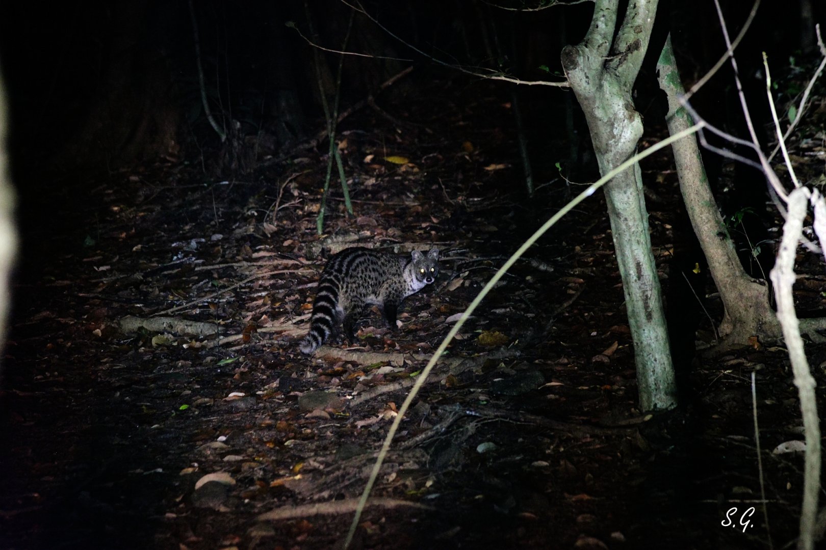 Small Indian civet