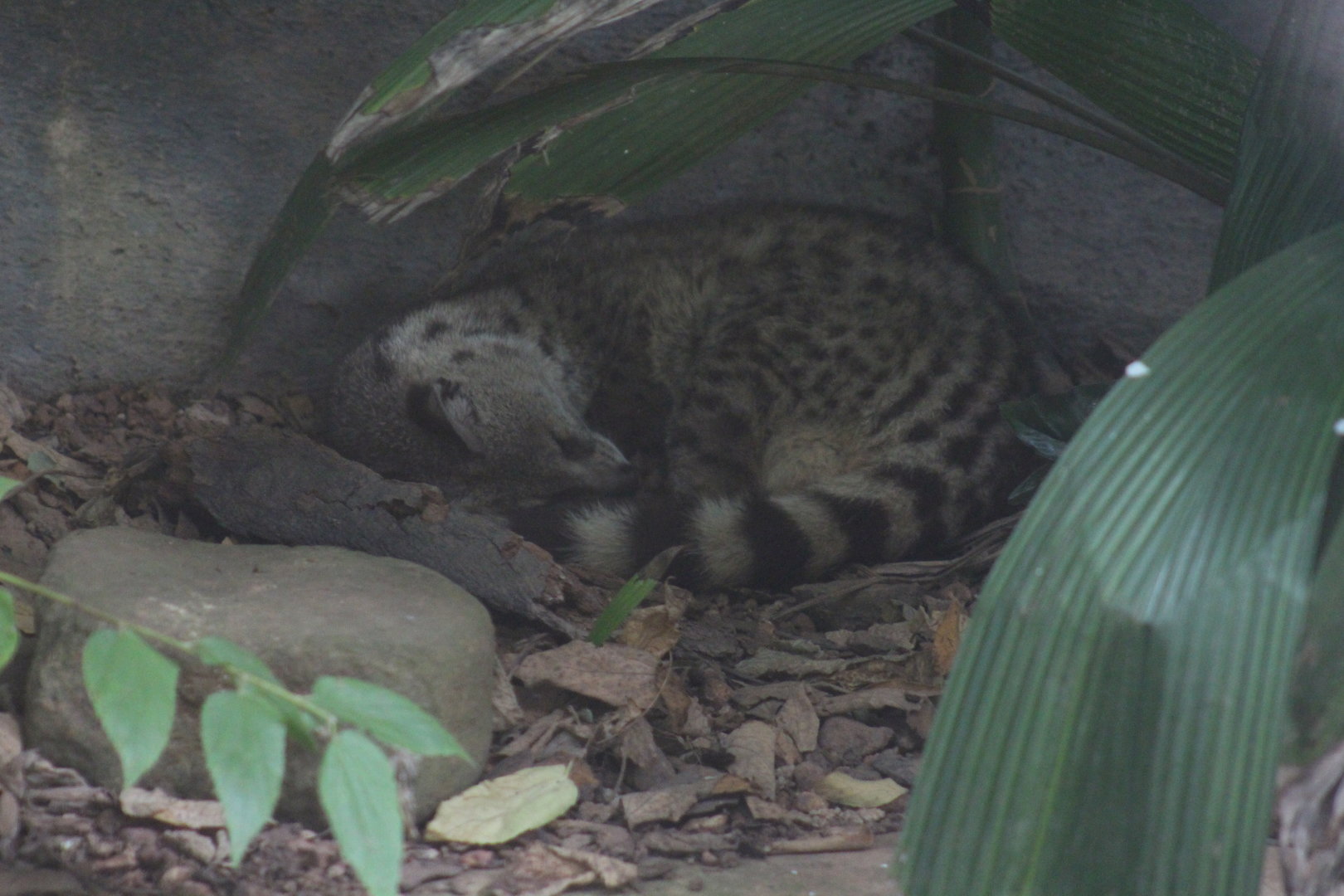 Small Indian civet