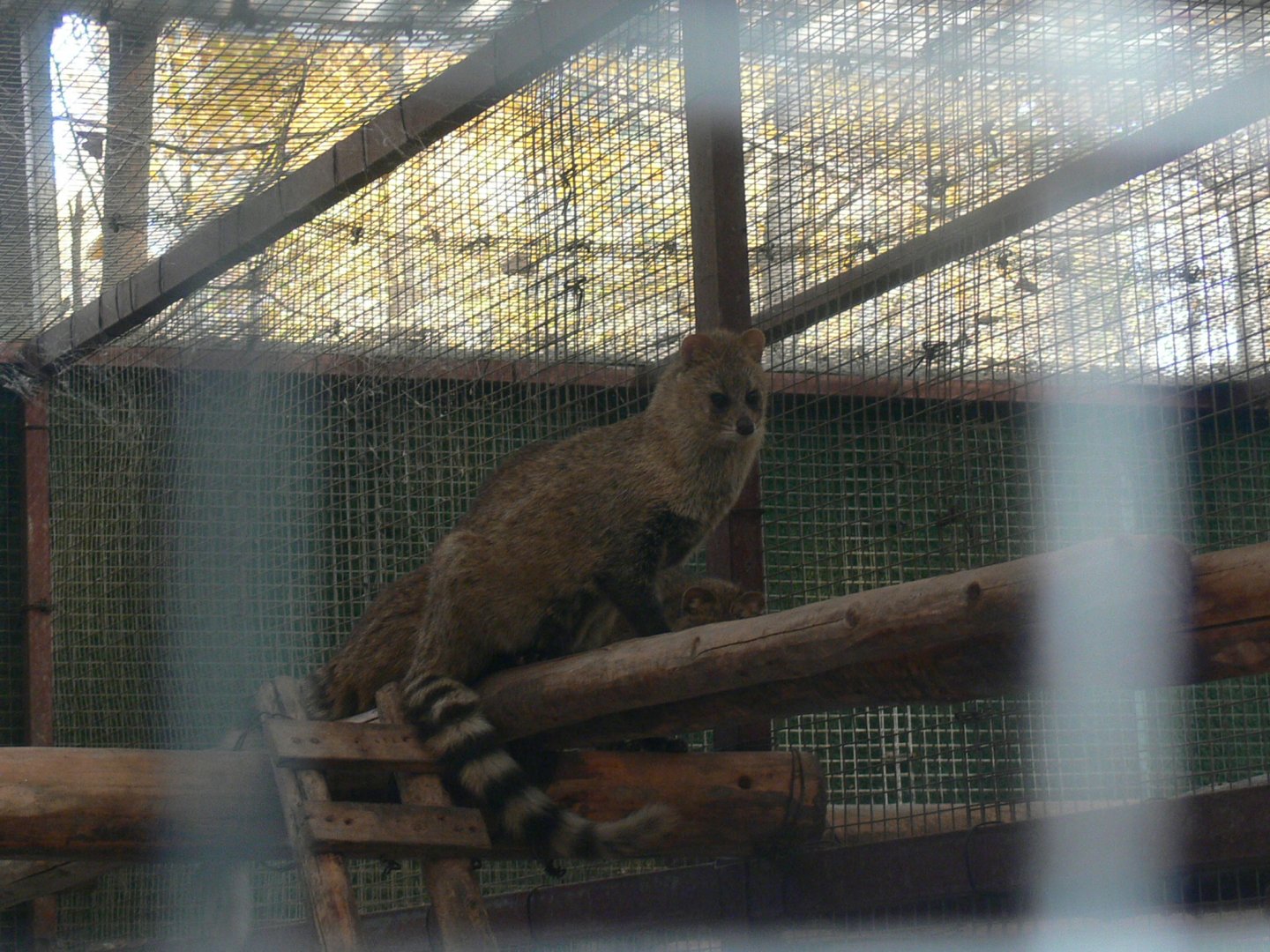 Small Indian Civet