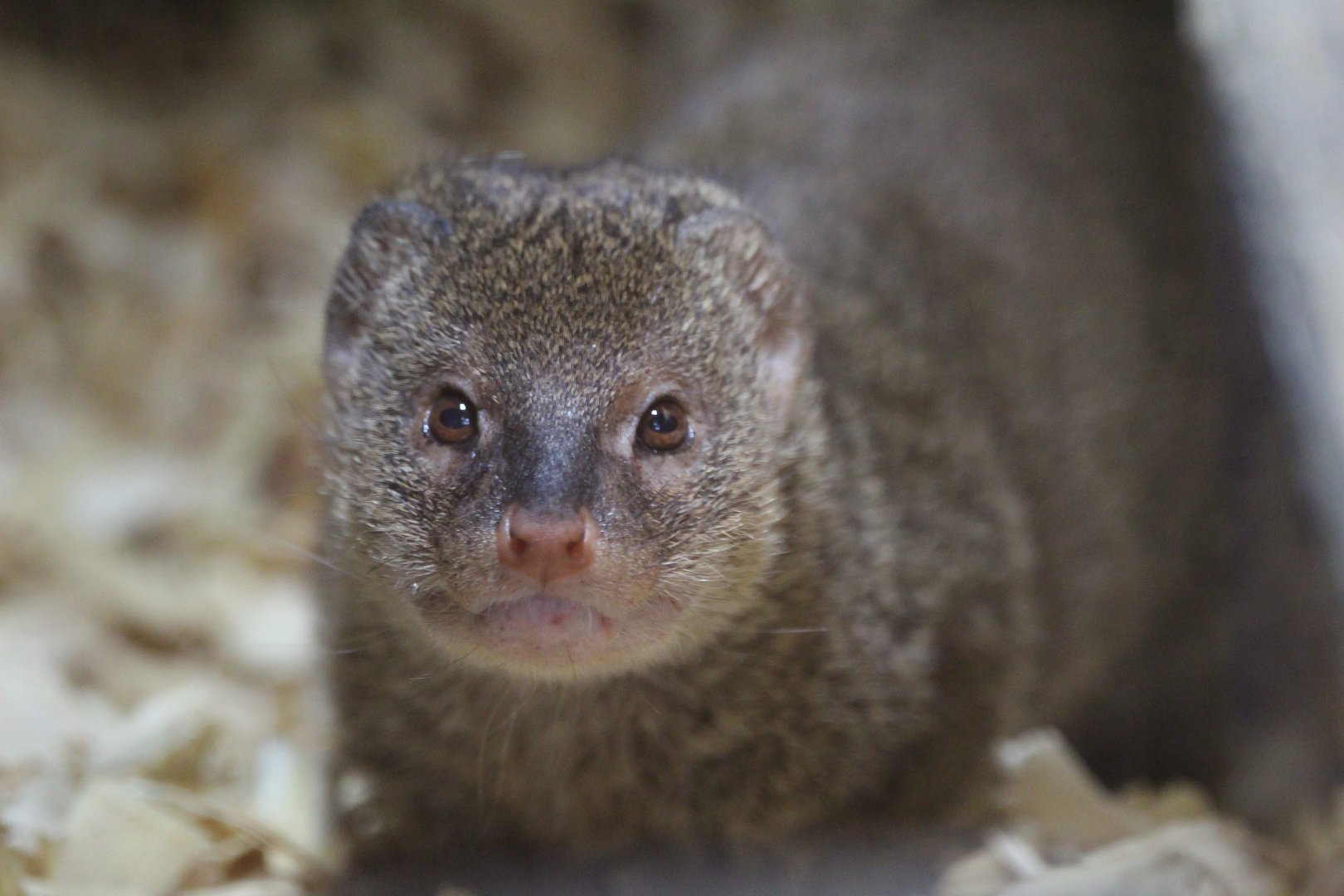 Small Indian Mongoose- 18th September 2025