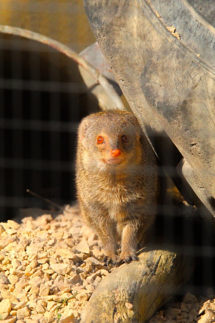 Small Indian Mongoose- 19th March 2025