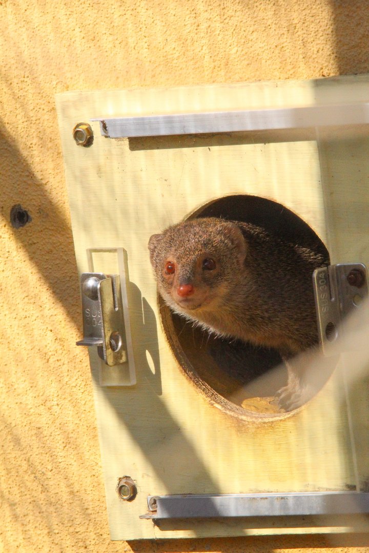 Small Indian Mongoose- 19th March 2025