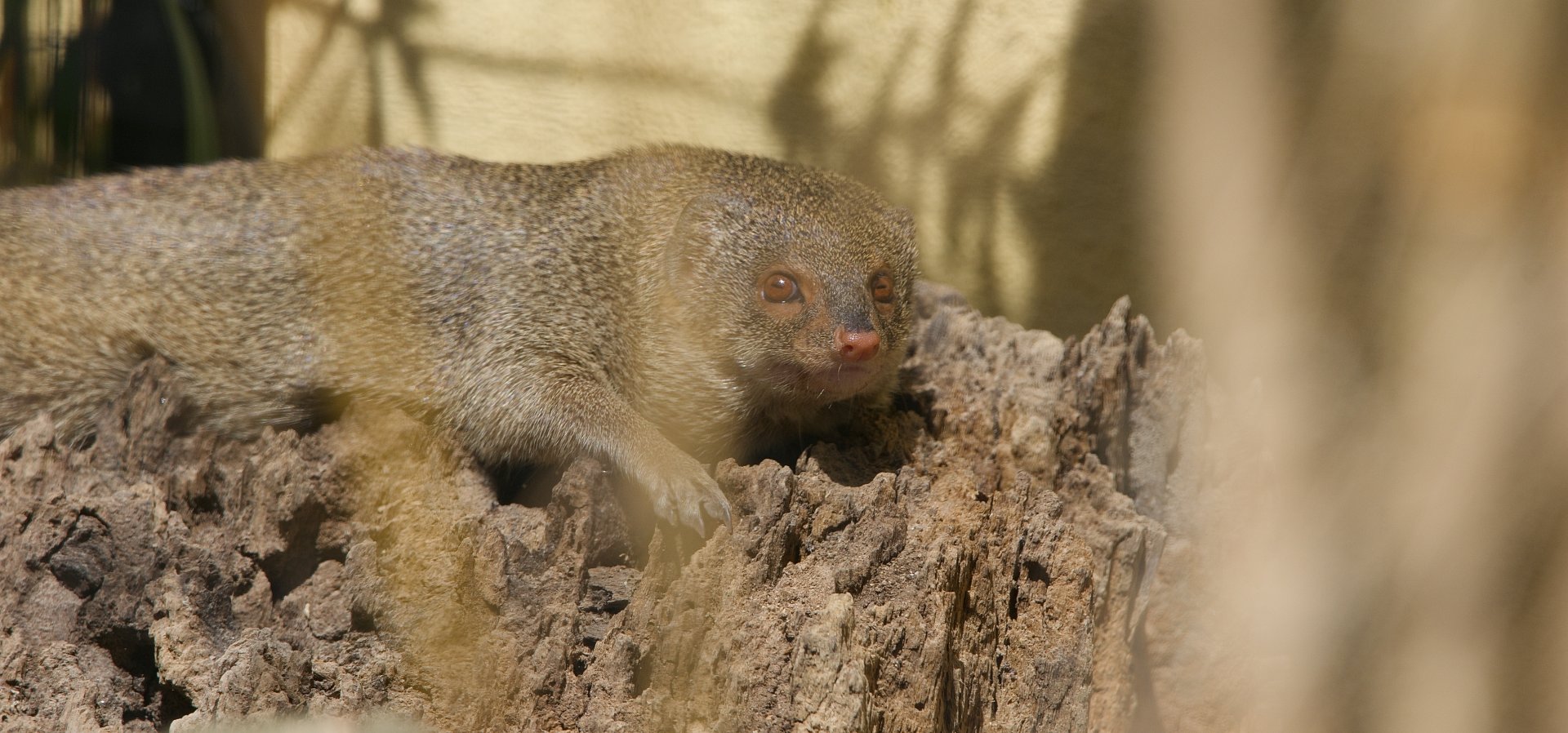 Small Indian mongoose - (29/06/2024)
