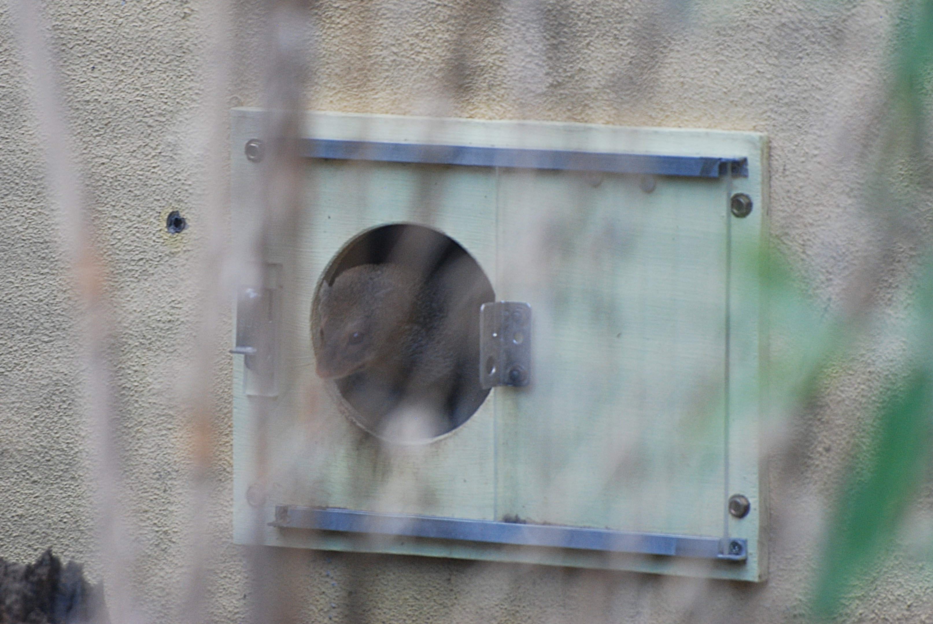 Small Indian Mongoose at London, 22nd June 2024