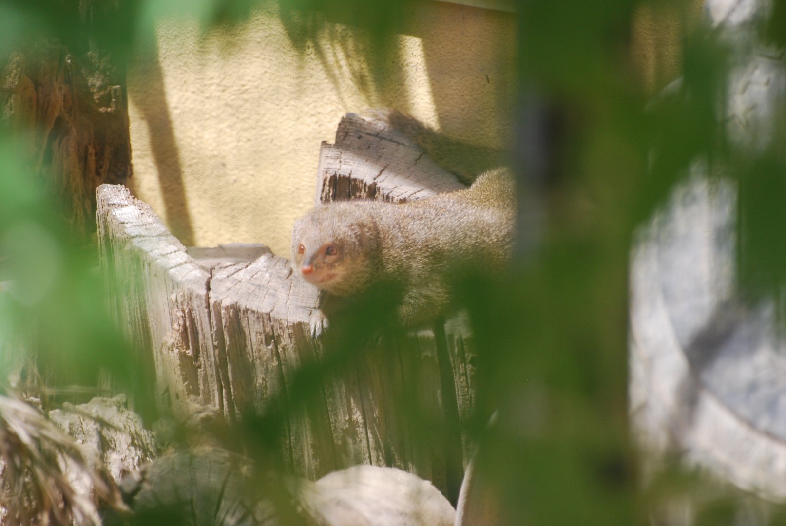 Small Indian mongoose at London Zoo, 29th June 2024