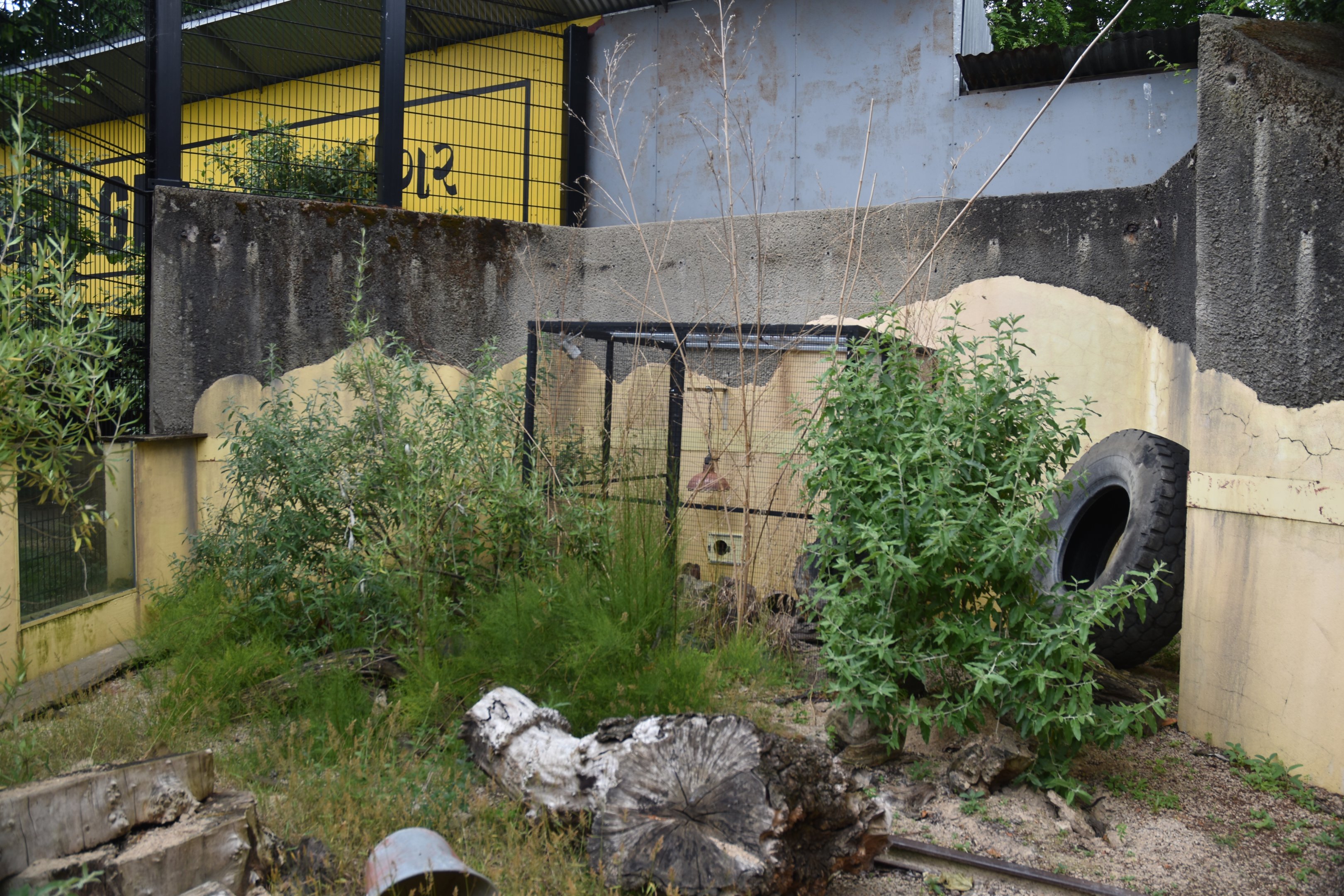 Small Indian Mongoose Enclosure at London, 22nd June 2024