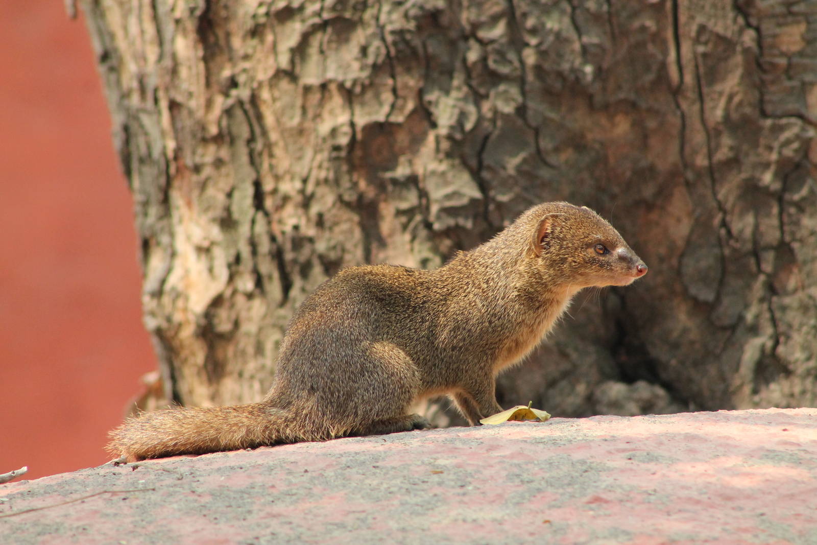 Small Indian Mongoose (Herpestes auropunctatus)
