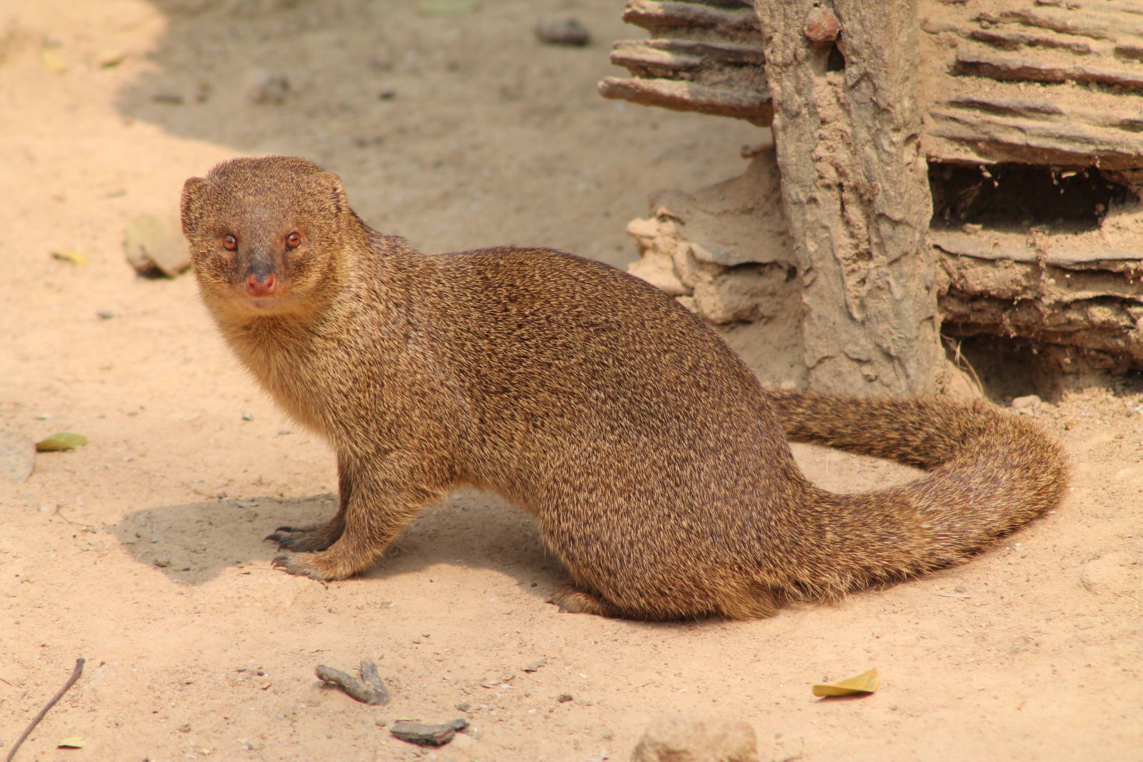 Small Indian Mongoose (Herpestes auropunctatus)